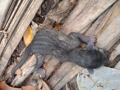 Paradoxurus hermaphroditus