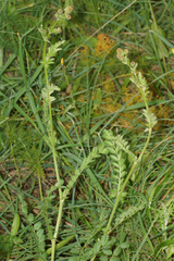 Sanguisorba verrucosa
