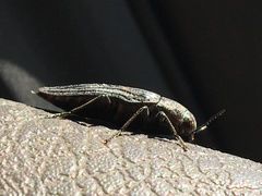 Buprestis nuttalli