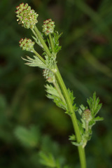 Sanguisorba verrucosa