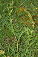 Sanguisorba verrucosa