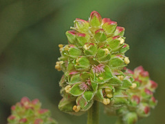 Sanguisorba verrucosa