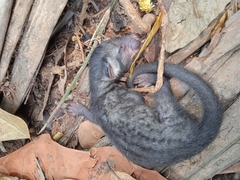 Paradoxurus hermaphroditus