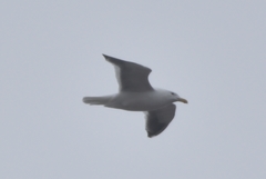 Larus schistisagus