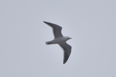 Larus schistisagus