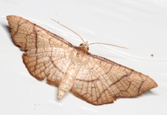 Hypolamprus ypsilon