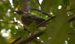 Philemon diemenensis