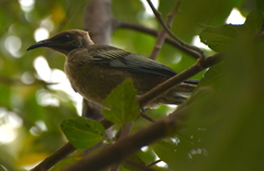 Philemon diemenensis
