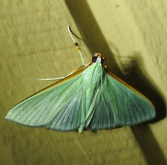 Stemorrhages amphitritalis