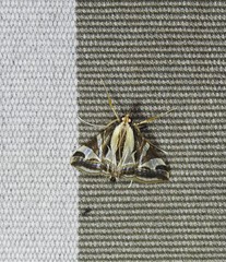 Agrioglypta excelsalis