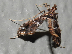 Lineodes interrupta