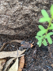 Pseudophryne australis