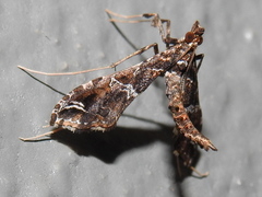 Lineodes interrupta
