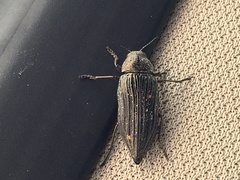 Buprestis nuttalli