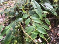 Ilex hayataiana