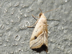 Micrathetis tecnion