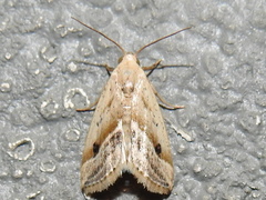 Micrathetis tecnion