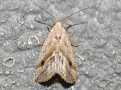 Micrathetis tecnion