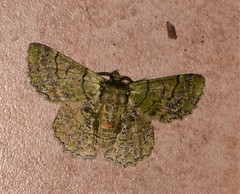 Hypodoxa emiliaria