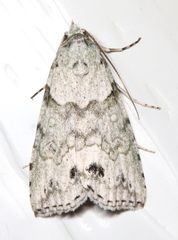 Calathusa basicunea
