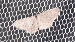 Scopula sublinearia