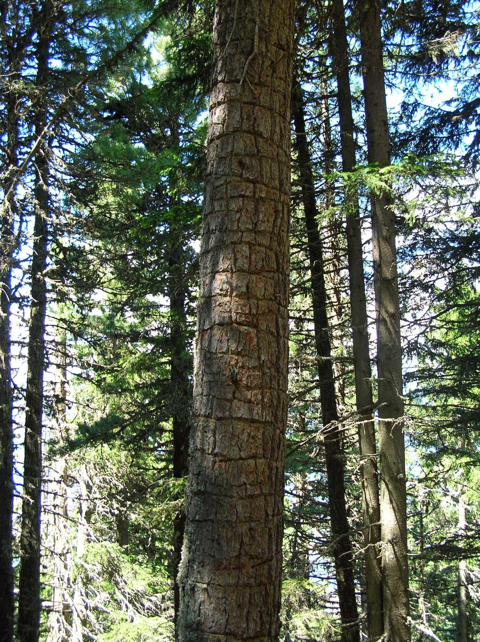 Eurasian Three-toed Woodpecker