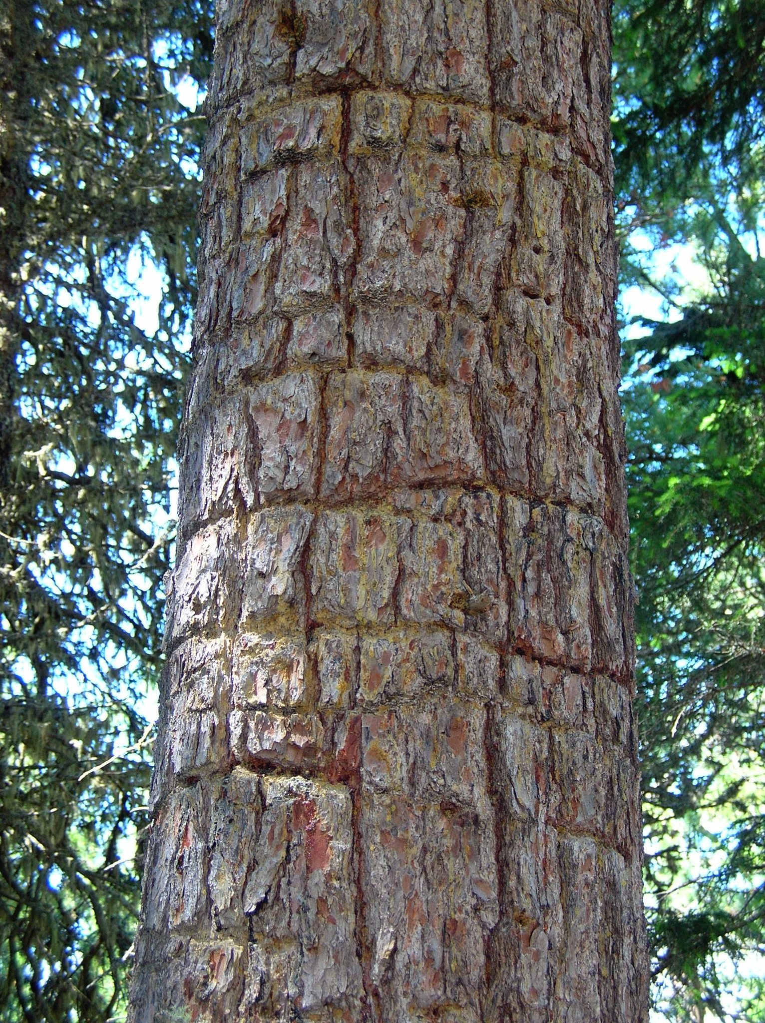 Eurasian Three-toed Woodpecker