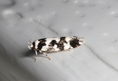 Lichenaula calligrapha