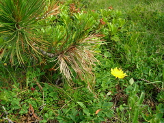 Gremmenia infestans