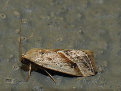 Micrathetis