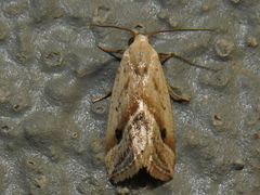 Micrathetis