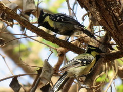 Machlolophus aplonotus