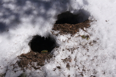 Nucifraga caryocatactes