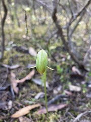 Pterostylis hispidula