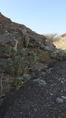 Calotropis procera