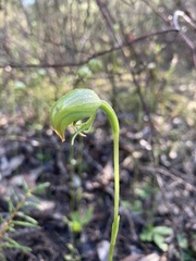 Pterostylis hispidula