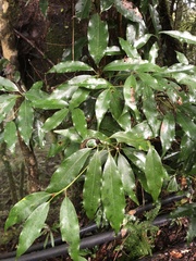 Machilus japonica