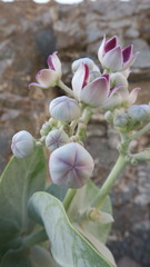 Calotropis procera