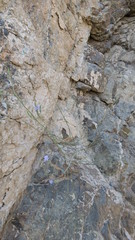 Lavandula subnuda