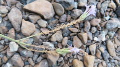 Lavandula subnuda
