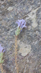 Lavandula subnuda