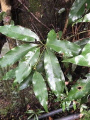 Machilus japonica