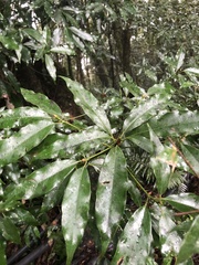Machilus japonica