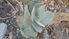Calotropis procera