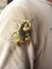 Hadrurus concolorous