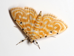 Notarcha aurolinealis