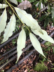 Machilus japonica