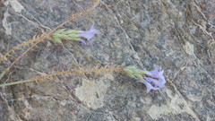 Lavandula subnuda