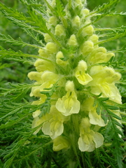 Pedicularis foliosa