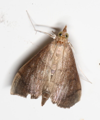 Lamprophaia albifimbrialis